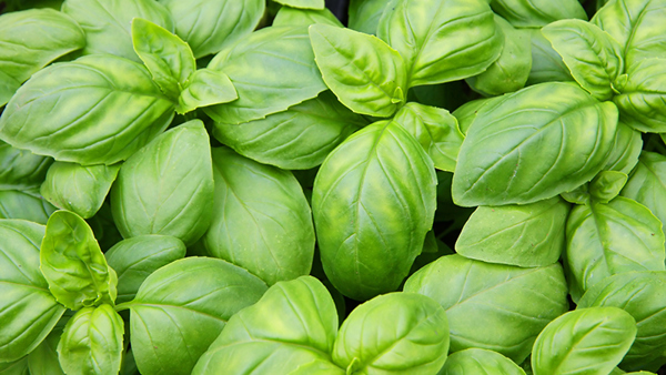 how to grow basil 3
