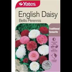 English Daisy
