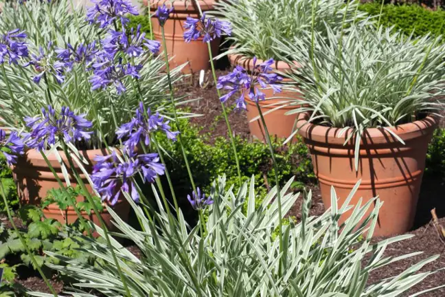 Variegated Agapanthus growing in terracotta pots