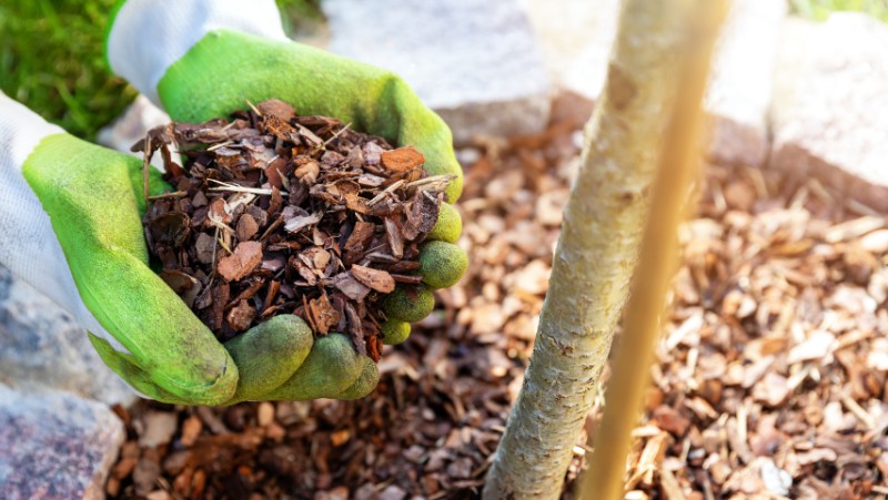 person with gloved hands cupping mulch and holding next to the trunk of a tree