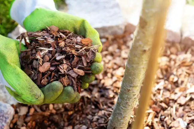 person with gloved hands cupping mulch and holding next to the trunk of a tree