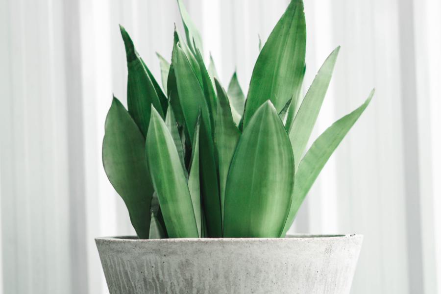 Image above: Dracaena 'Moonshine'