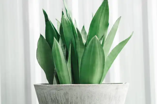 Image above: Dracaena 'Moonshine'