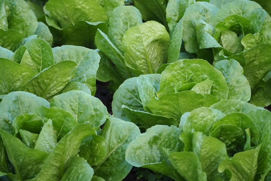 Cos lettuce growing in the garden