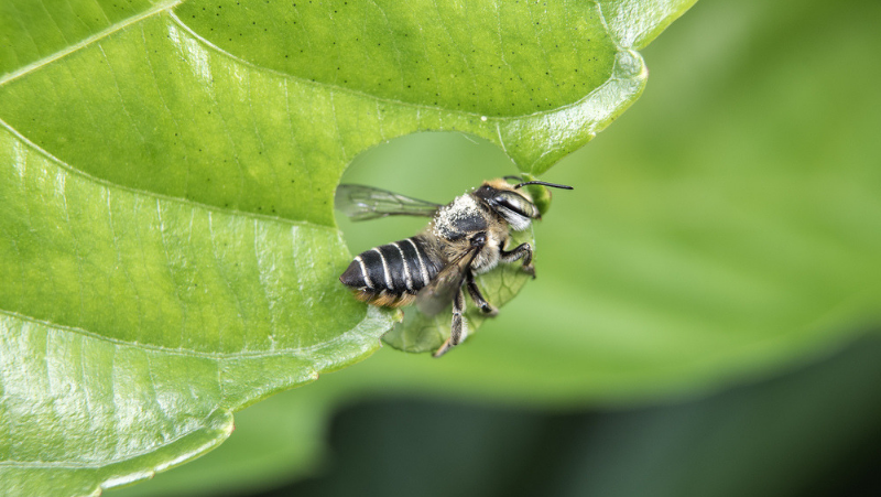 Leaf cutter bee