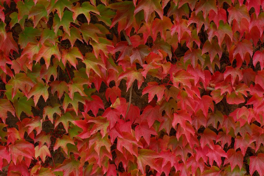 Boston ivy growing on a wall