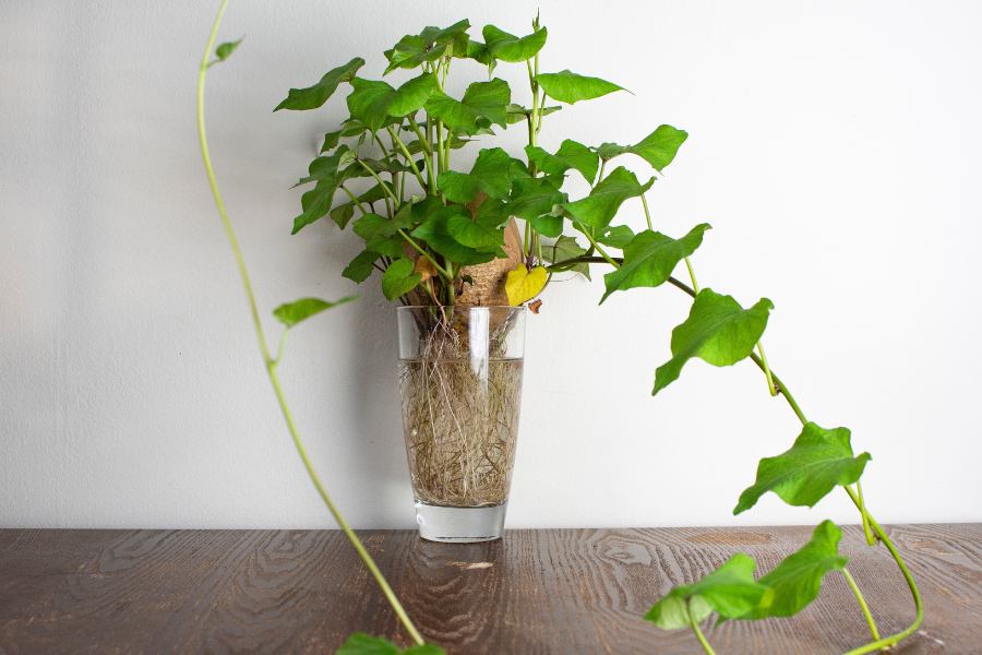 Sweet Potato sitting in a glass of water with roots and shoots spilling out of the top of the tuber