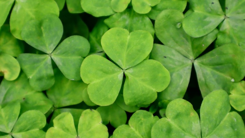 Pink oxalis oxalis debilis var. corymbosa leaves