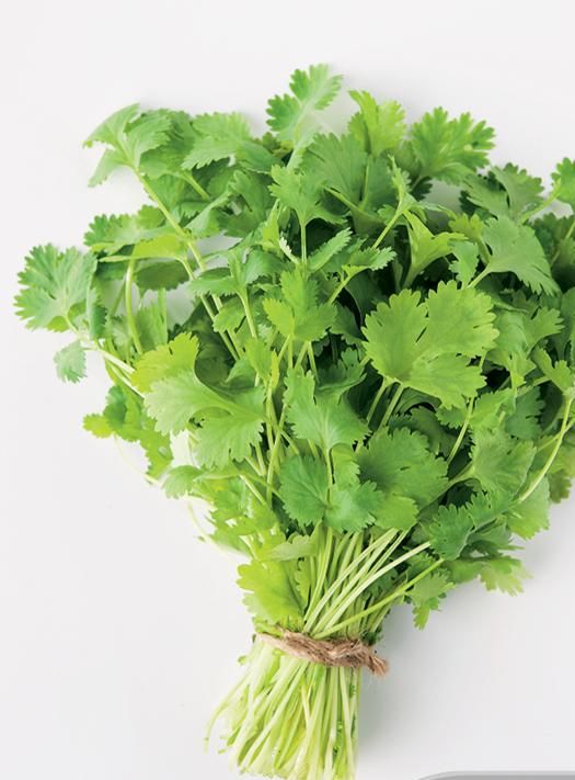 Coriander Garden Seeds Yates Australia