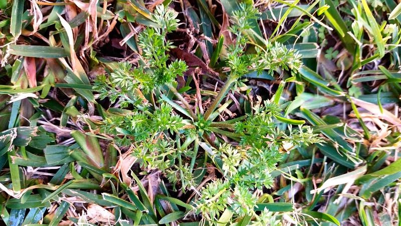 close up of a bindii plant starting to grow central flower head solvia pterosperma