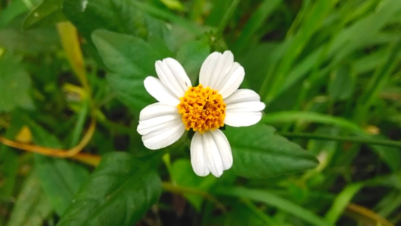 close up of bidens pilosa (farmers friends, cobblers pegs, pitchforks) flower 5 white petals with a yellow centre