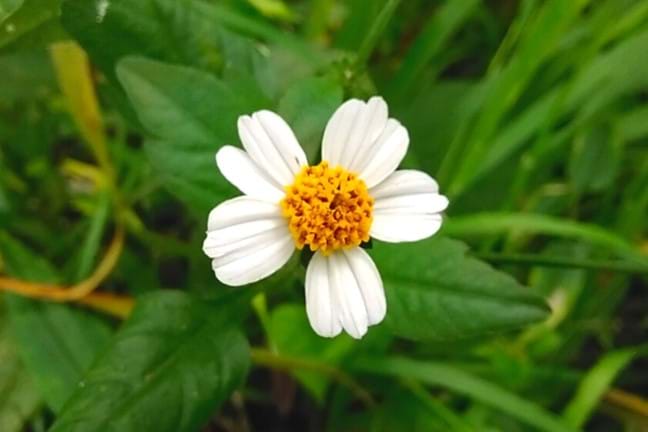 close up of bidens pilosa (farmers friends, cobblers pegs, pitchforks) flower 5 white petals with a yellow centre