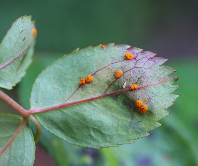 Rust (2)