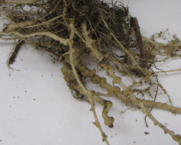 Pests Root Knot Nematode Pumpkin Roots Dept Agric WA