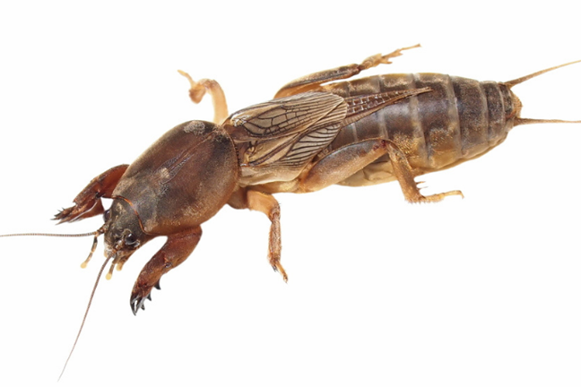 Adult Mole Cricket