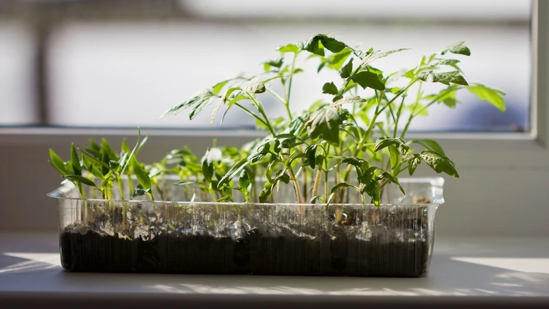 Tomato Seedings In A Tray Window Sill 800X451px LS