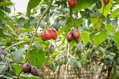 Tamarillo