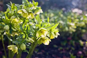 Green Hellebore