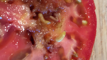 Summer Tomato Pest 1