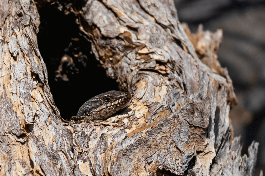 Goanna in a tree hollow