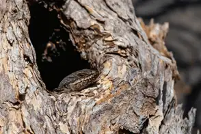 Goanna in a tree hollow