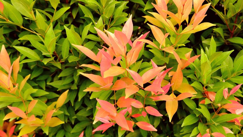 an image of the leaves of a Syzygium smithii with orange to red new growth