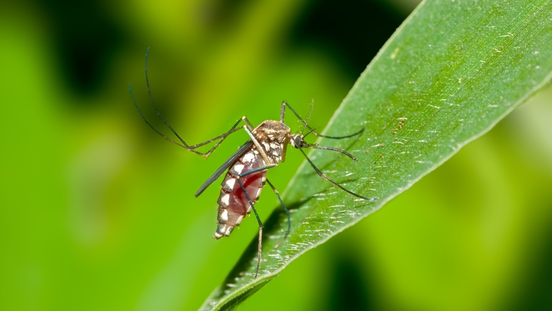 Mosquito 800X451px LS