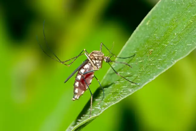 Mosquito 800X451px LS