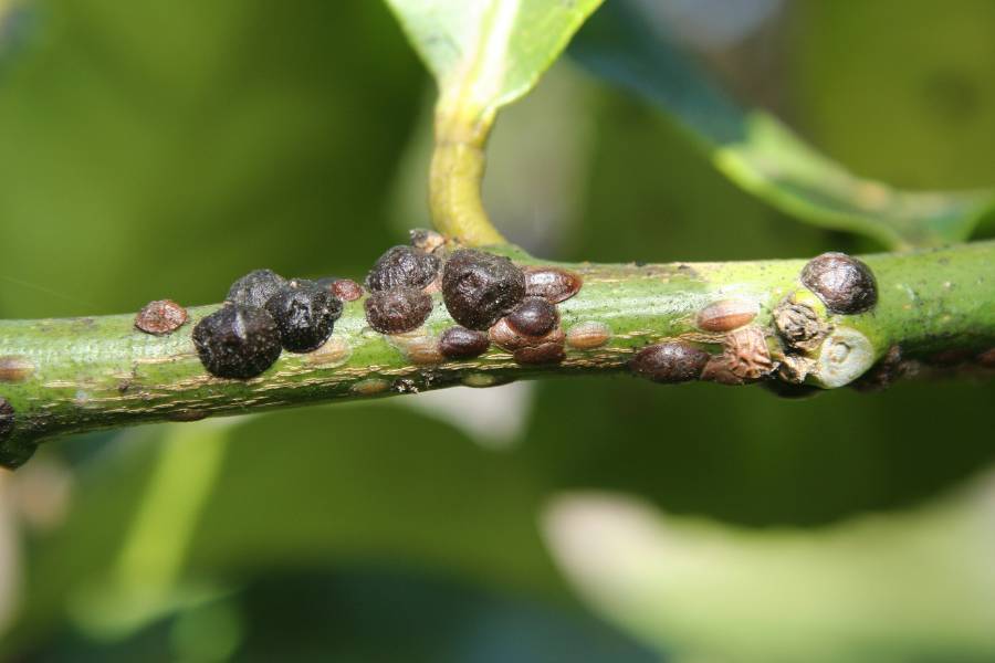 Scale on citrus branches