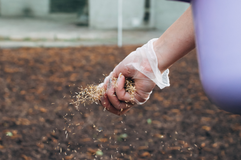 Sowing Lawn Seed