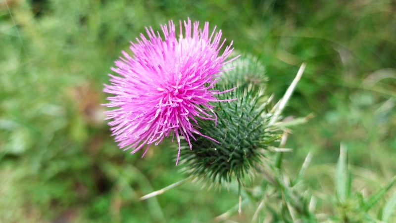 Scotch Thistle: The Edible Weed That's Also A Superfood