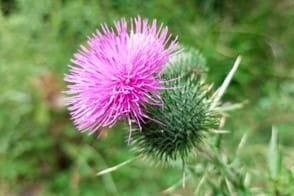 Thistle Control in Your Lawn & Garden