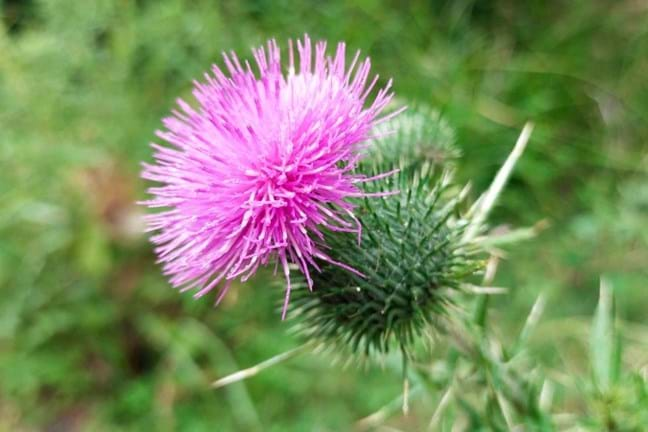 close-up of a Scotch Thistle (Onopordum acanthium) in Flower very spike with a purple top