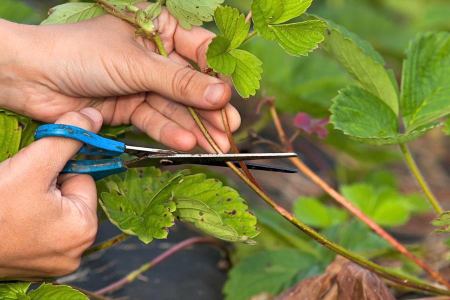a person pruning or cutting of strawberry runner with scissors