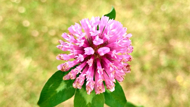 close up of Strawberry Clover Flower with fireworks shaped flower pink