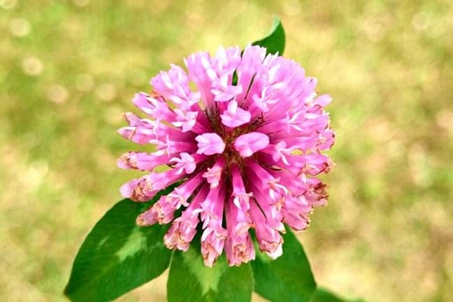 close up of Strawberry Clover Flower with fireworks shaped flower pink