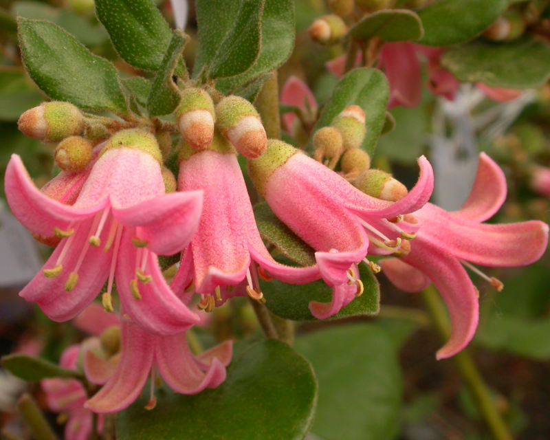 Correa Catie Thumbnail