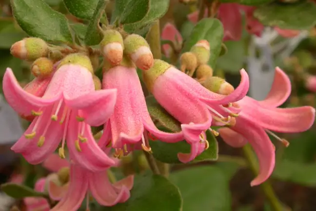 Correa Catie Thumbnail