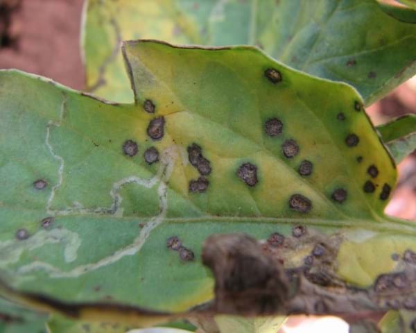 What Is Leaf Spot And How To Control It In Your Garden