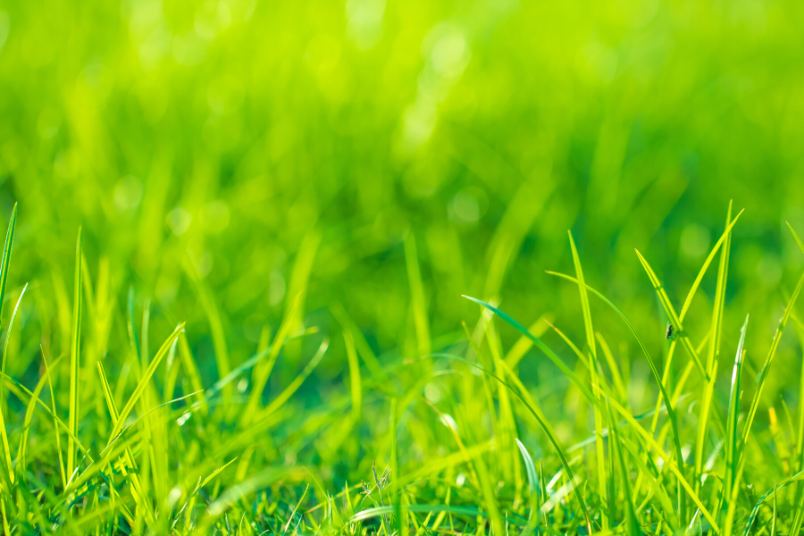 During Water Restrictions