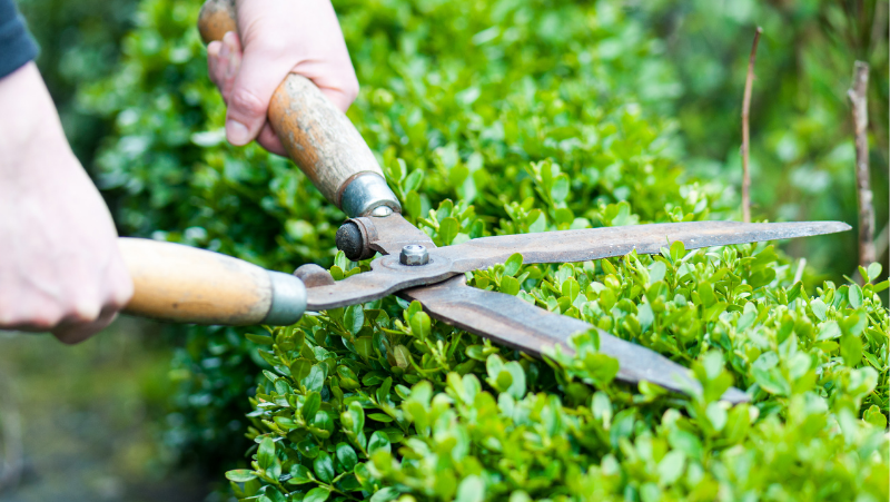 Trimming Hedge