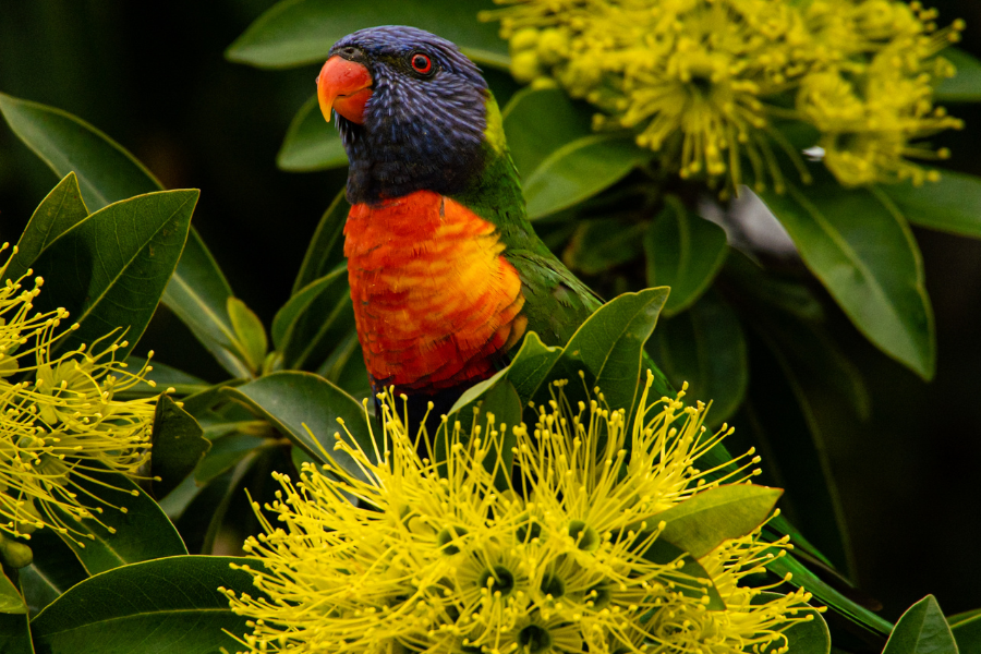 Golden Penda Xanthostemon Lorikeet Bird