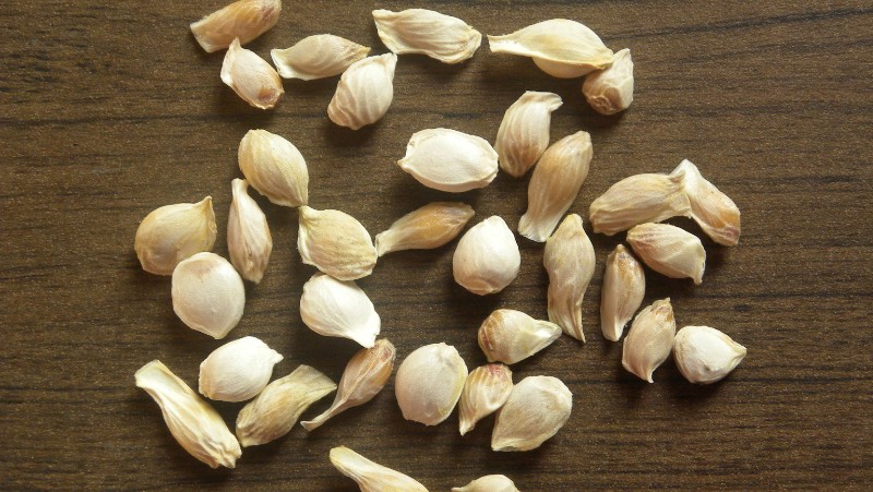white seeds of citrus limettta laying on a timber table