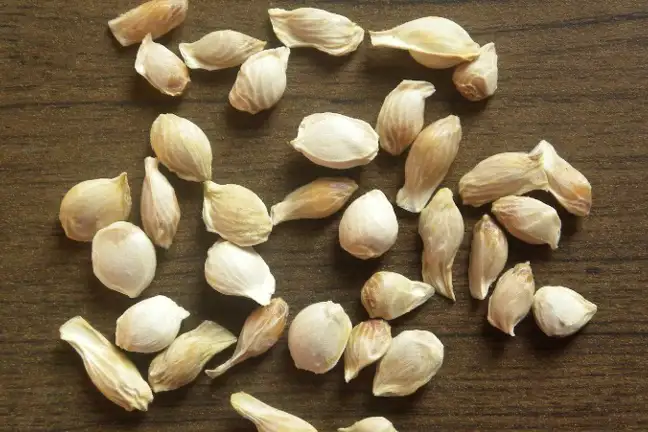 white seeds of citrus limettta laying on a timber table