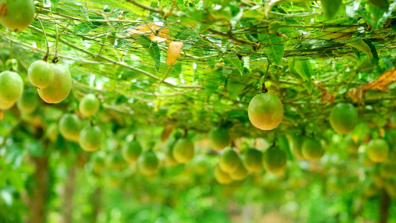 many green and unripe passionfruits hanging on the vine , vine is growing on mesh suspended horizontally