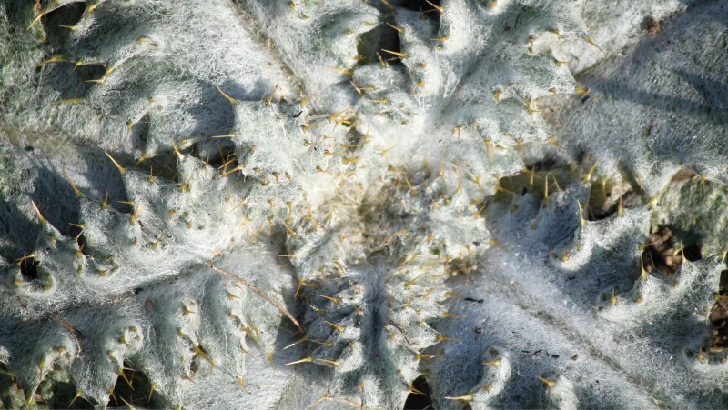 Centre of the rosette of a Scotch Thistle (Onopordum acanthium)  showing sharp spines on leaf edges and covered in wooly hairs