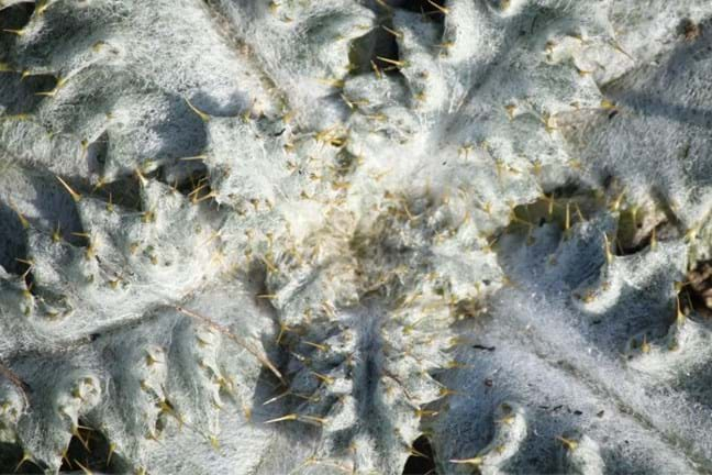 Centre of the rosette of a Scotch Thistle (Onopordum acanthium)  showing sharp spines on leaf edges and covered in wooly hairs