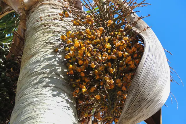 bunch of fruits hanging from a Cocos Palm