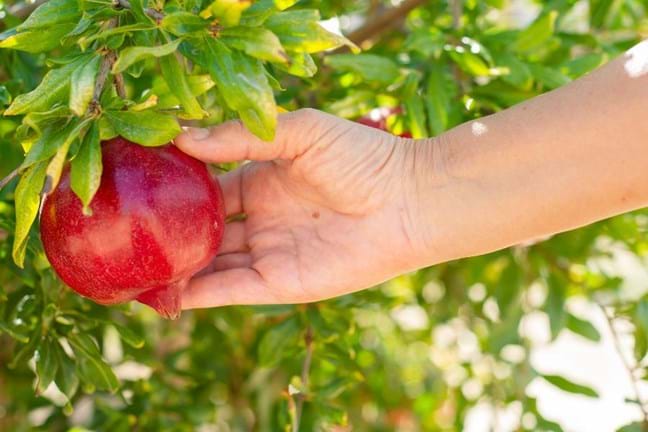 Hand holding a pomegranate fruit on the tree