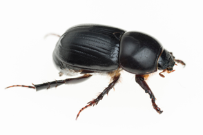 African Black Beetle Control in Your Lawn & Garden